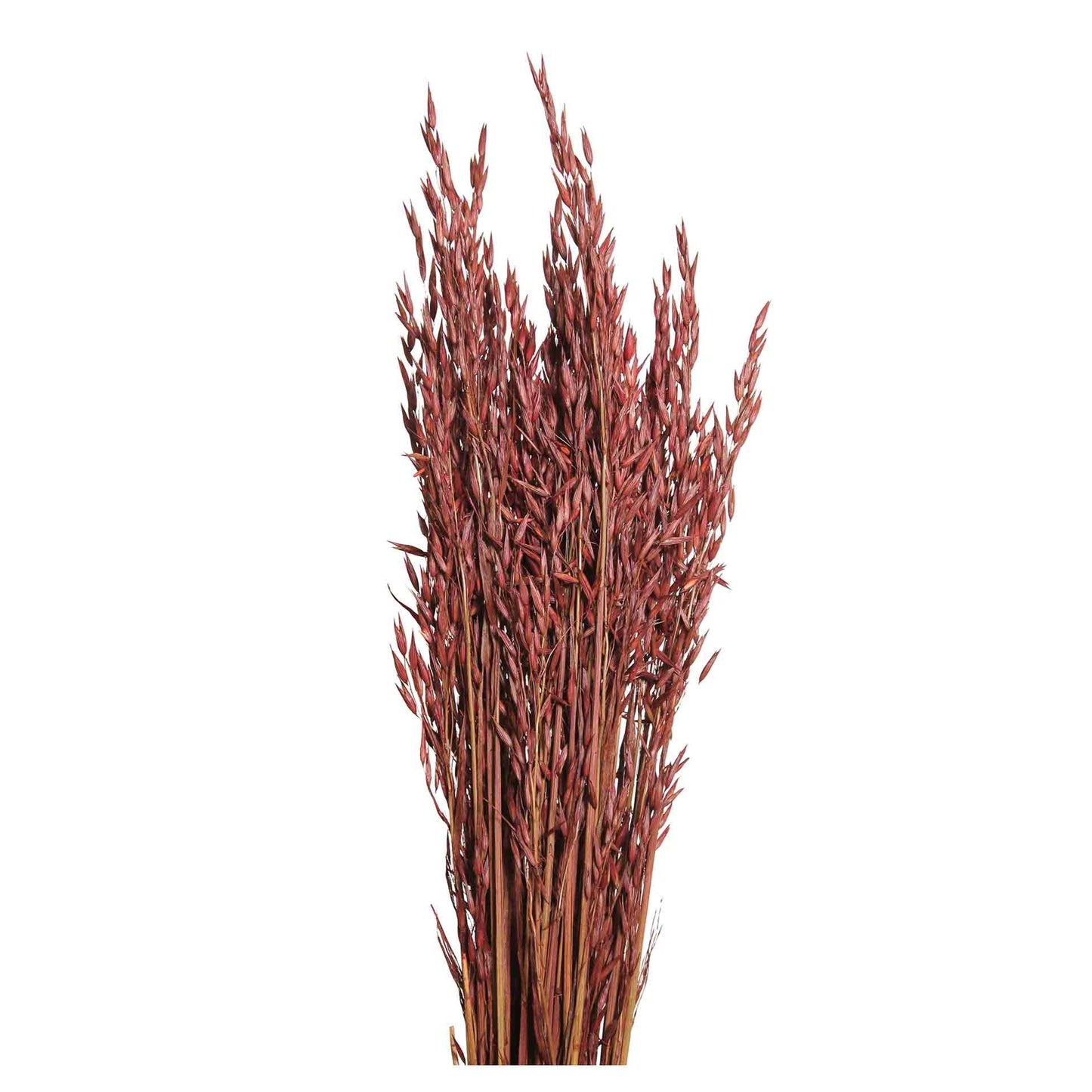 oats - 6oz - mahogany