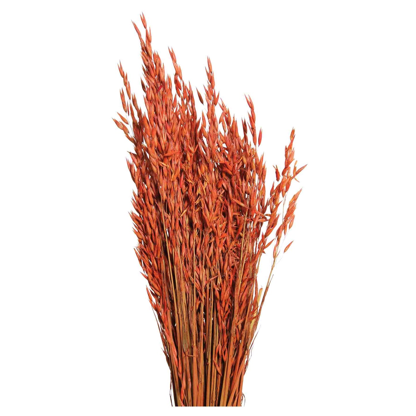 oats - 6oz - orange