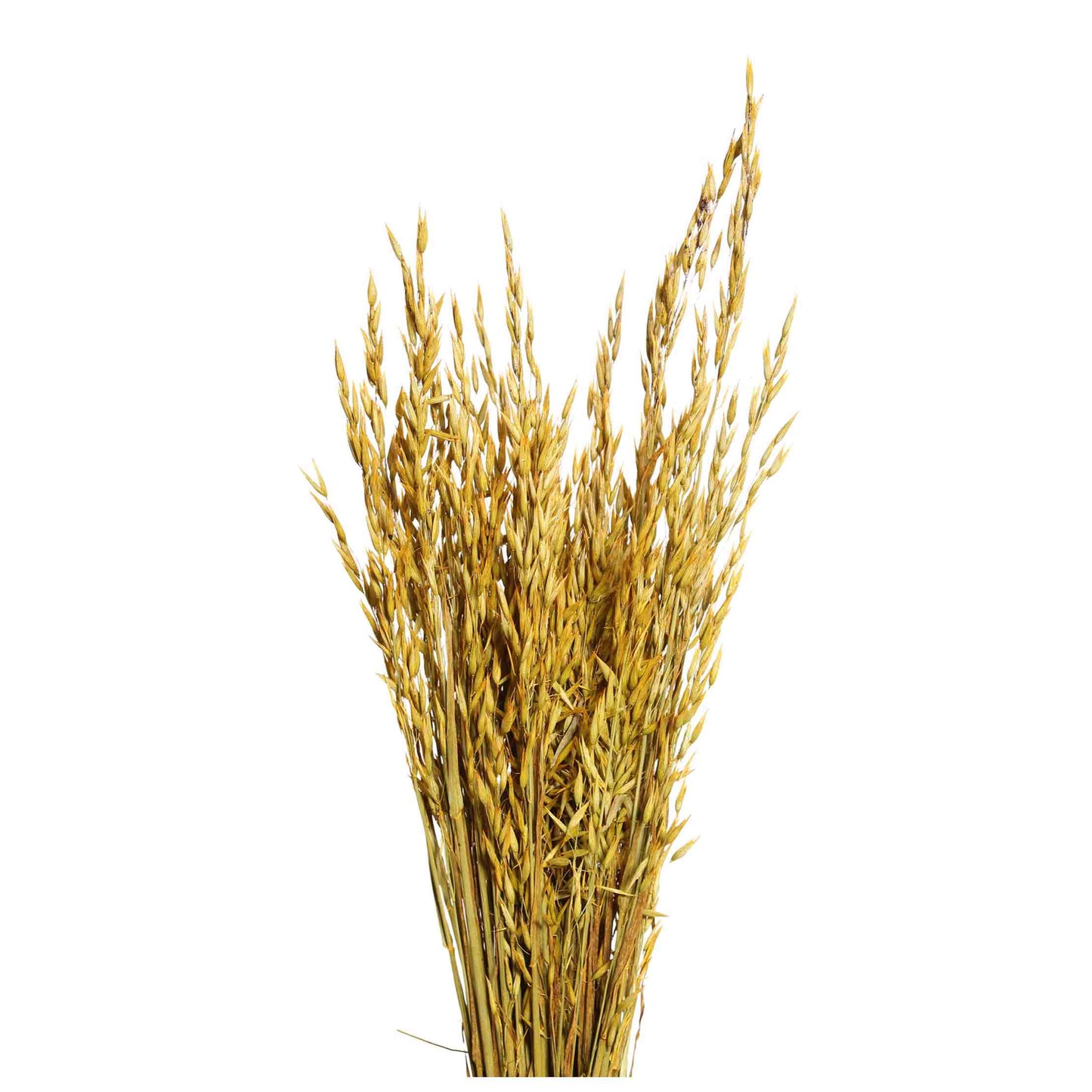 oats - 6 oz - yellow