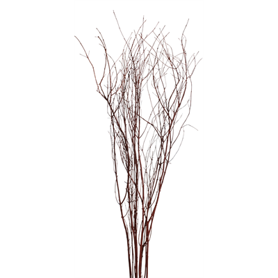 jay branches 48" (5-6 stem) mahogany