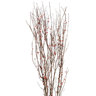 berried branches - natural with red berries