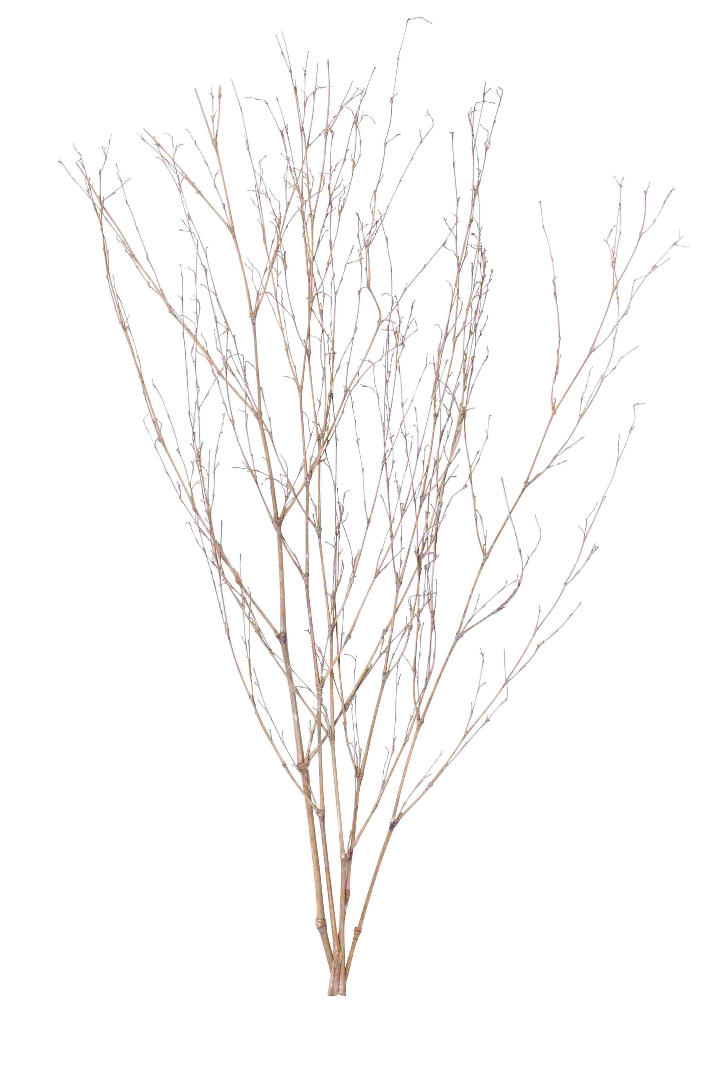 bamboo branches - white paint