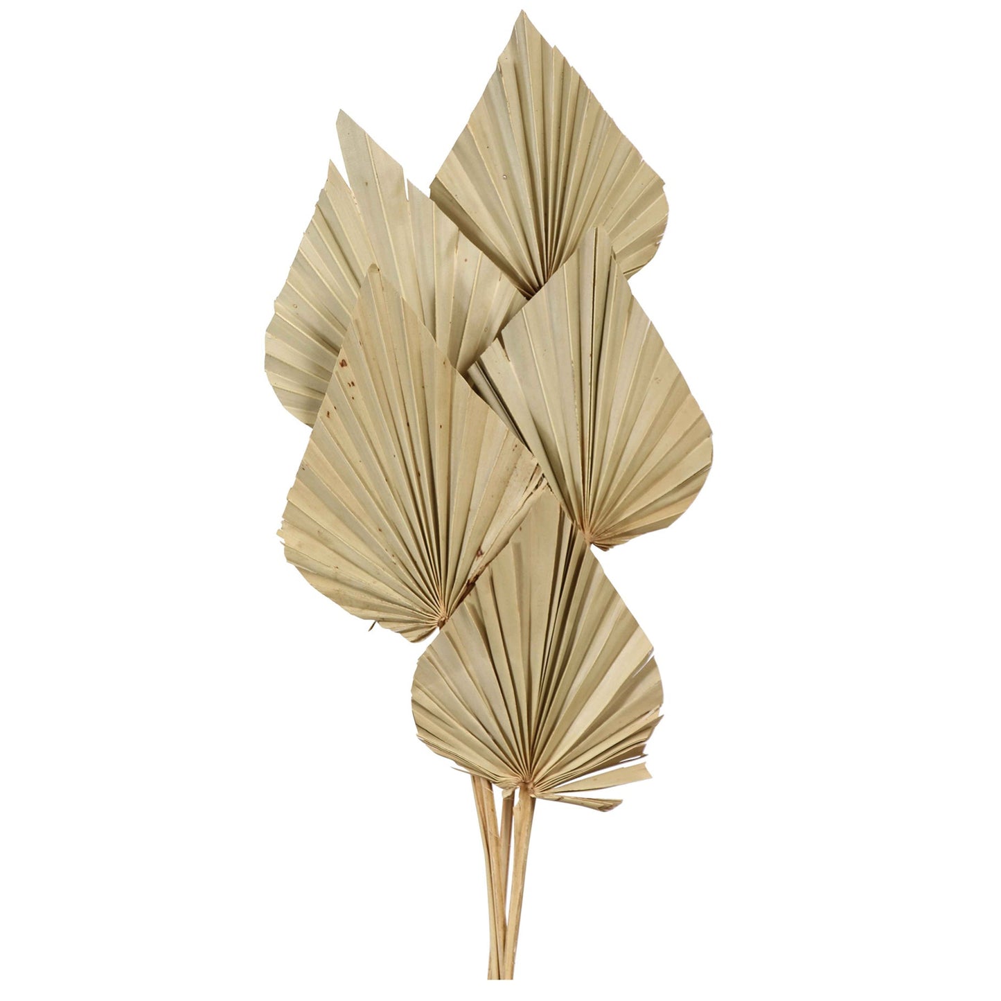 palm spear regular - natural - 5 stem