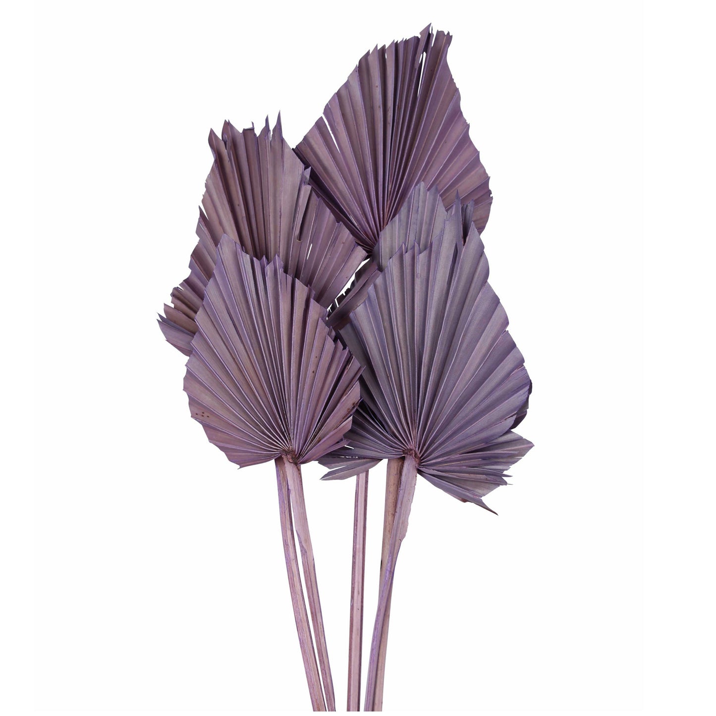 palm spear - purple - 5 stem