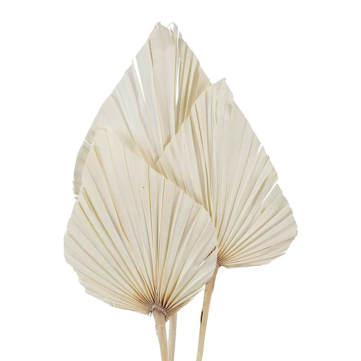 palm spear - bleached - super- 3 stem