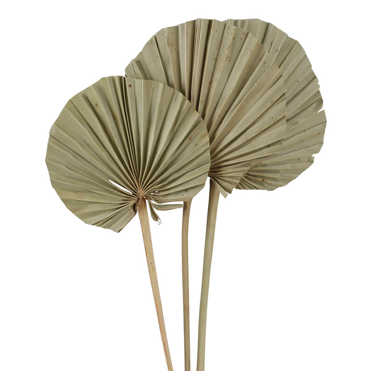palm spear round - natural - super- 3 stem