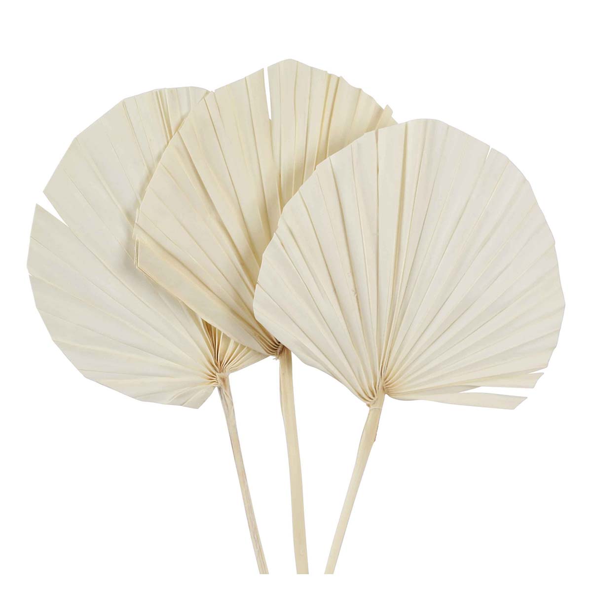 palm spear round - bleached - super