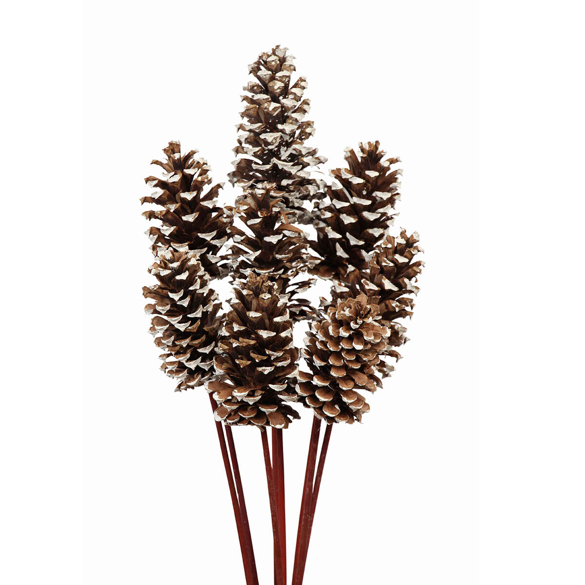 pine cones medium 7-10cm - stem - white tip - bulk - 150/case