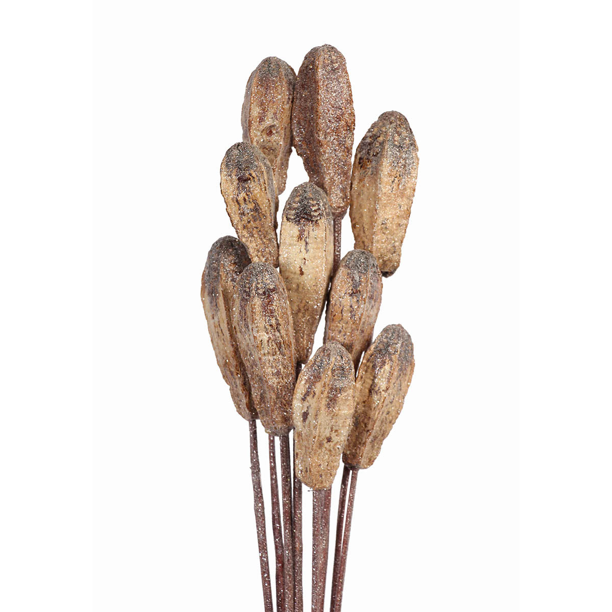 mahogany pods - 10 stem - frosted