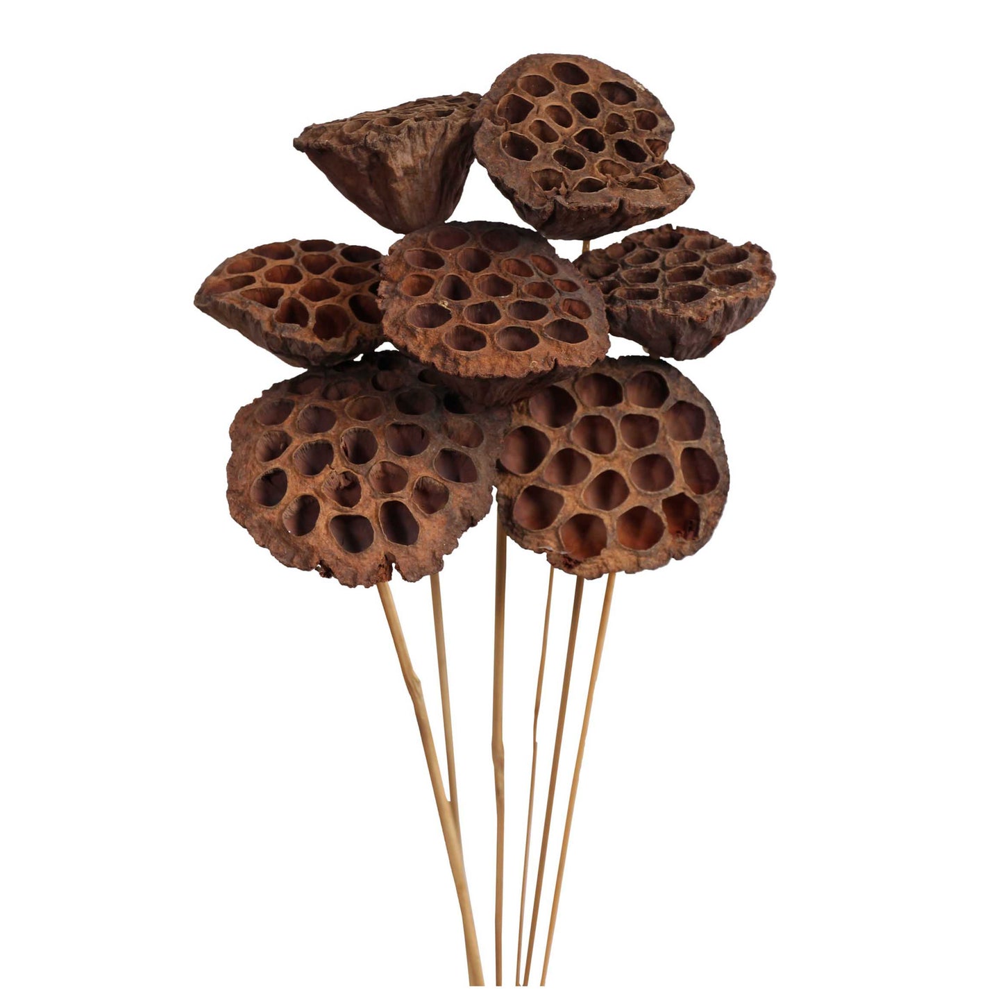 lotus pods - natural