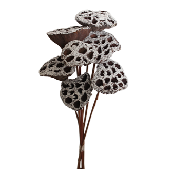lotus pods - 7 stem - snow