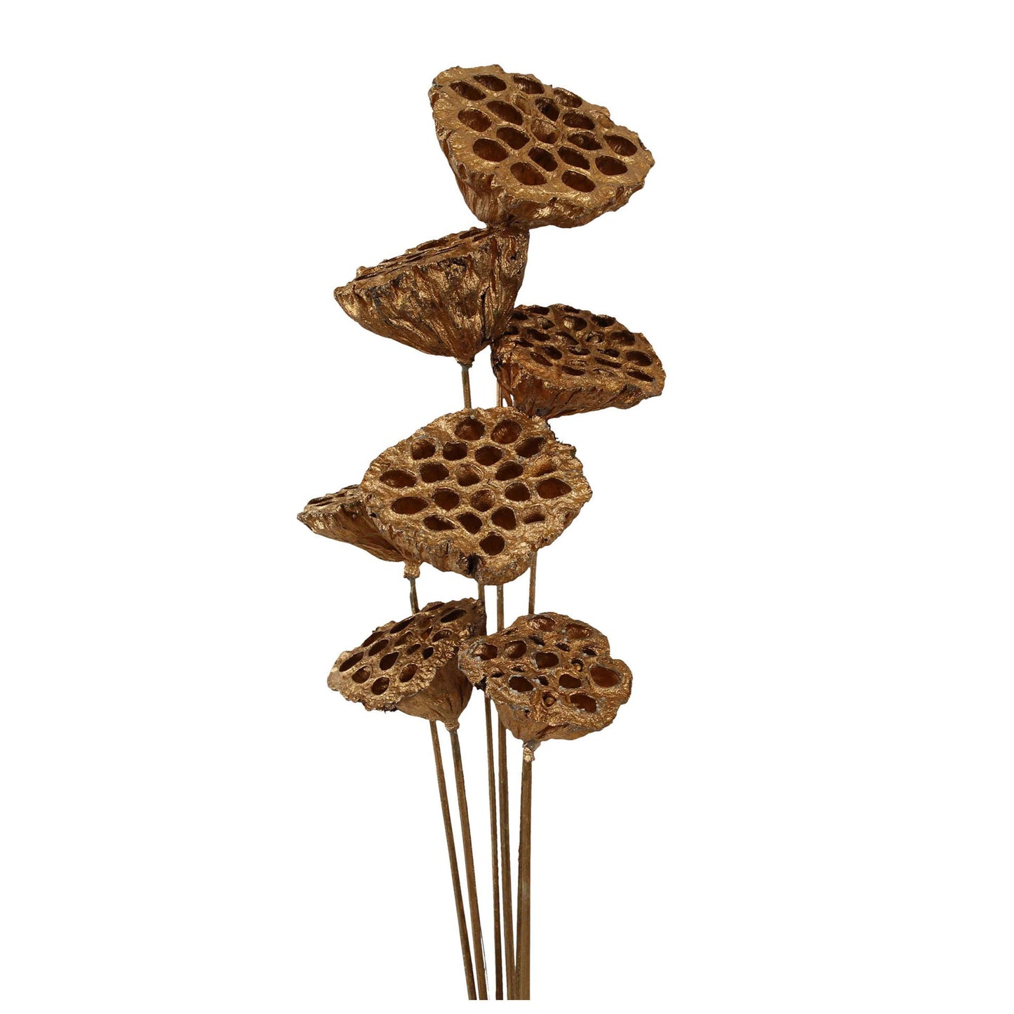 lotus pods - stem - gold metallic - bulk - 125/case
