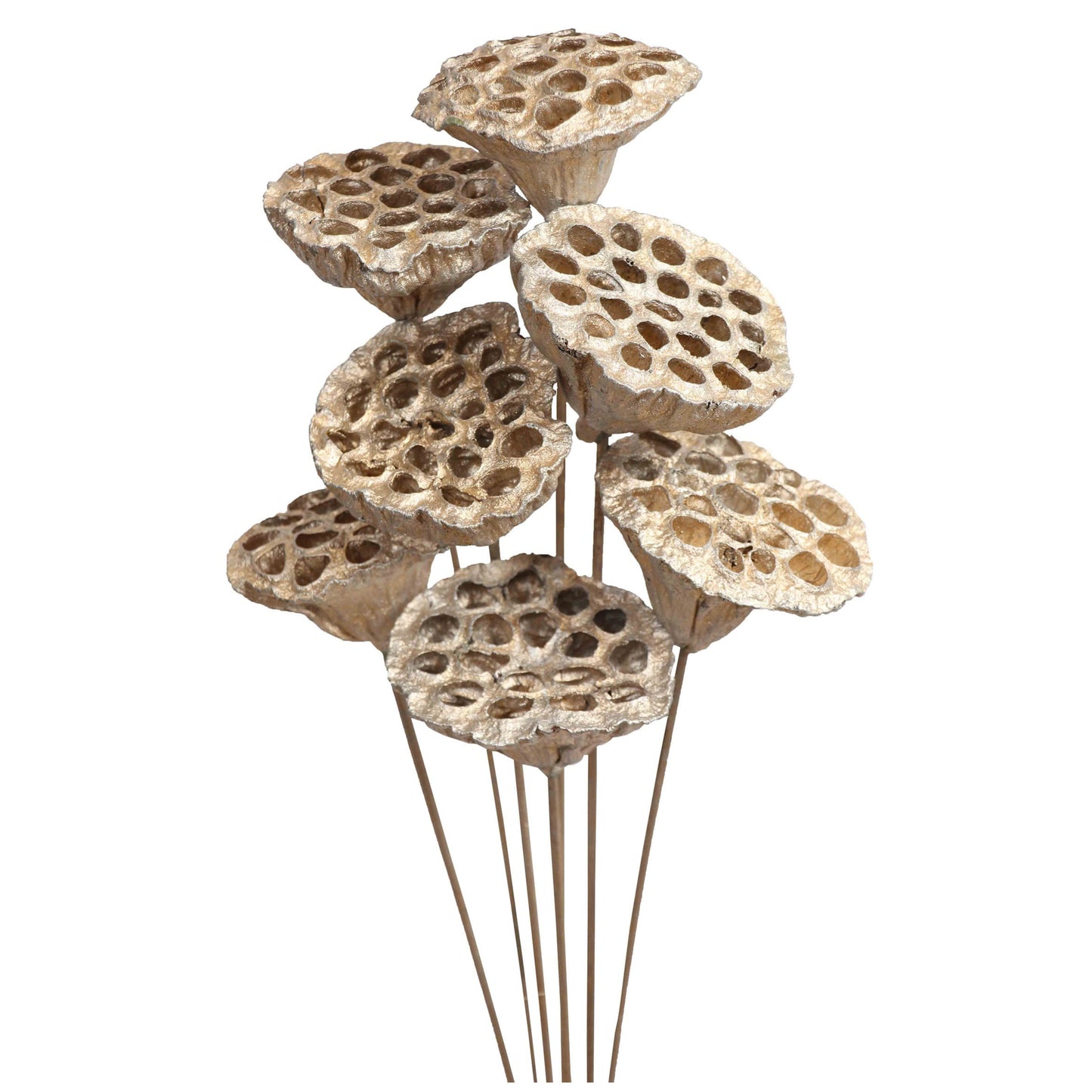 lotus pods - stem - champagne metallic - bulk - 125/case