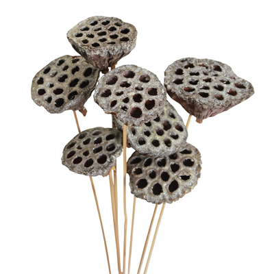 lotus pods - 7 stem - frosted glitter