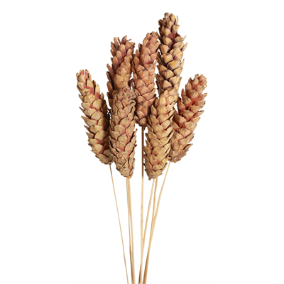 strobus pine cones - natural - bulk - 120/case