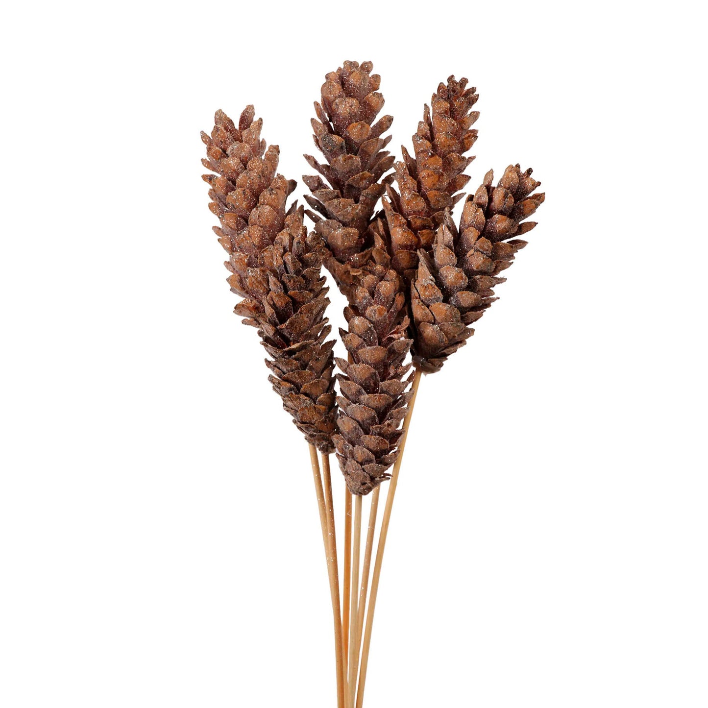 pine cones strobus (6 stem) frosted