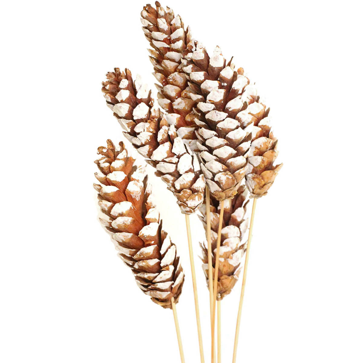 strobus pine cones - white tipped - bulk - 120/case