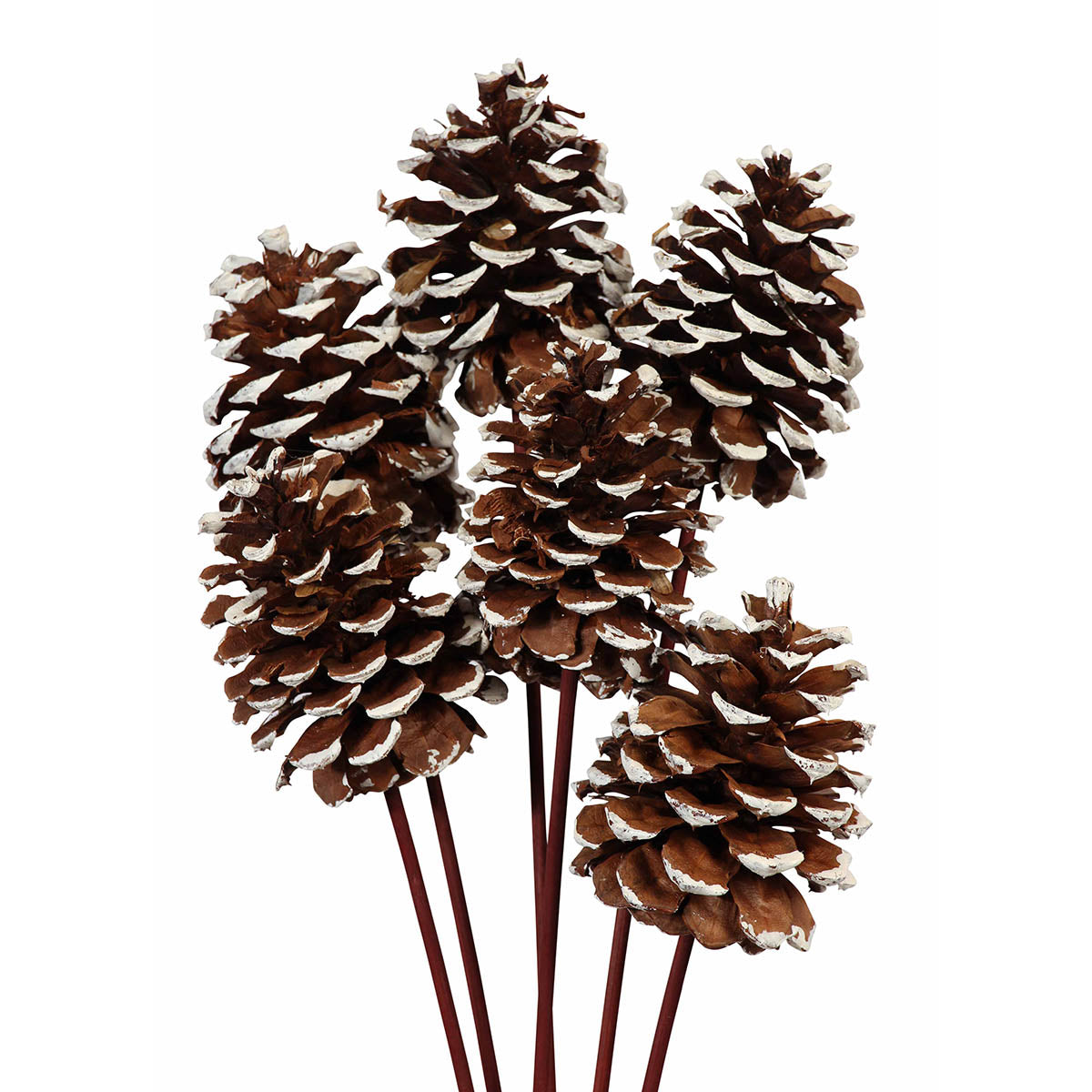 pine cones large 10-15cm - stem - white tip - bulk - 100/case