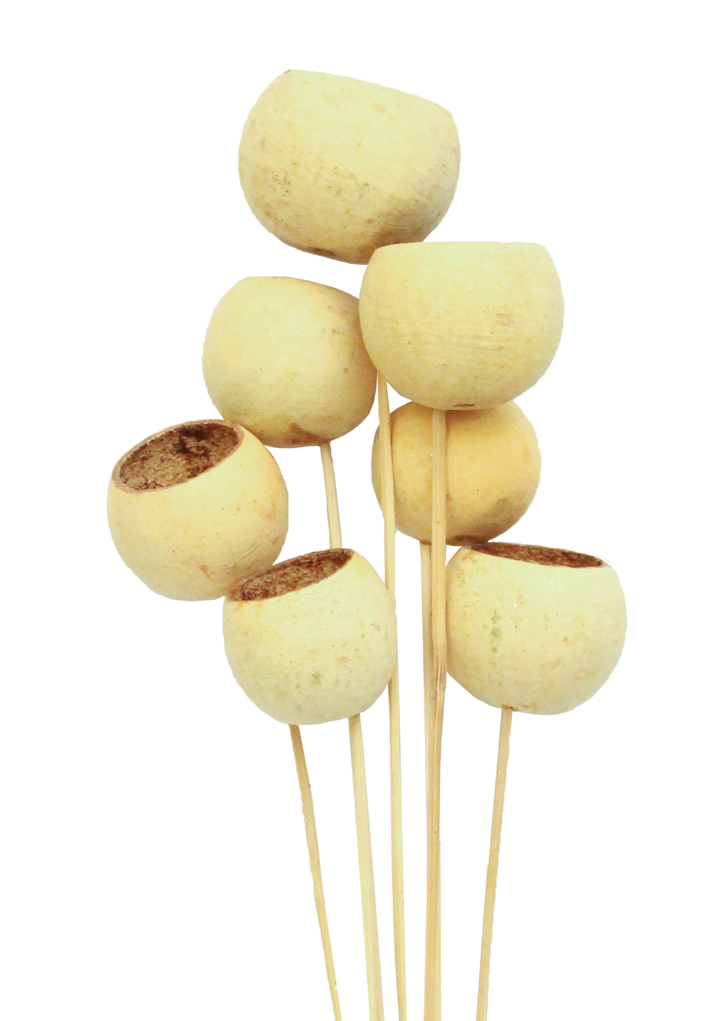 bell cups (7 stem) natural