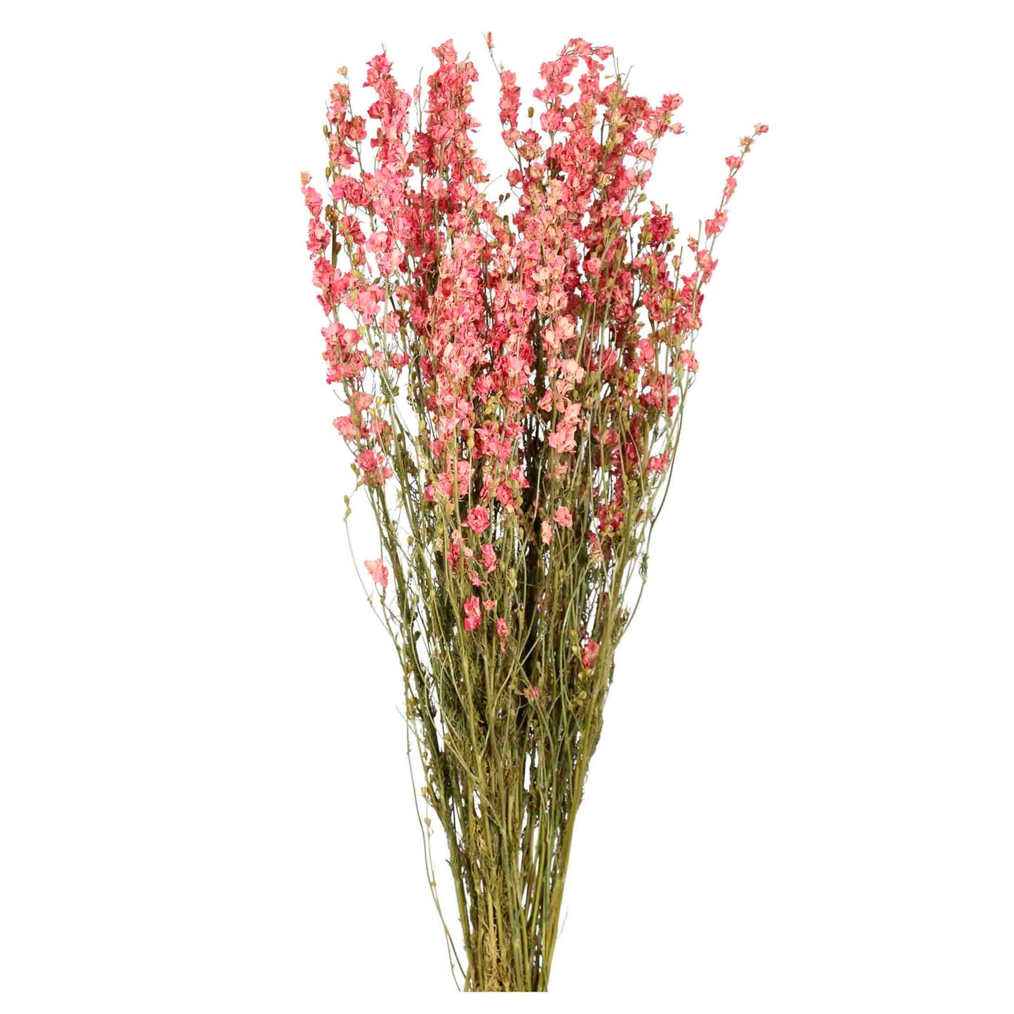 larkspur - pink
