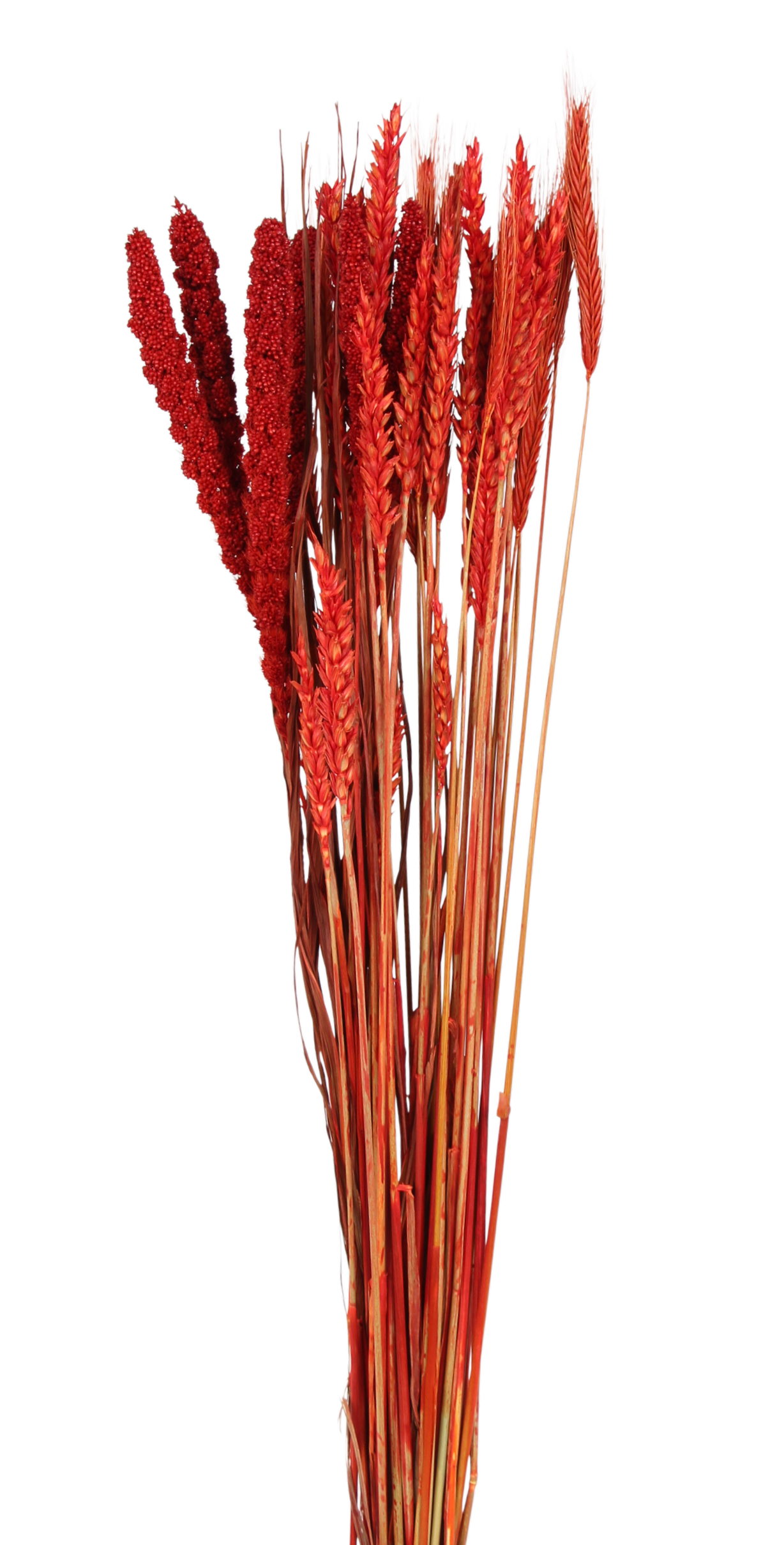 grasses and grains mixed bunch - red