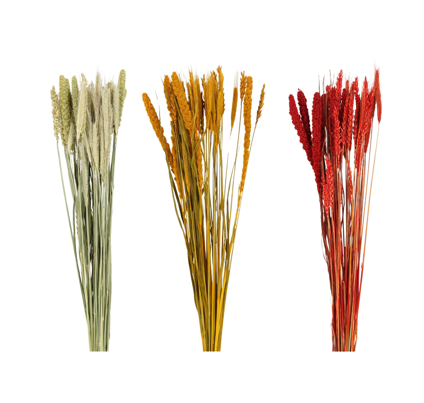 grasses and grains mixed bunch - mixed case