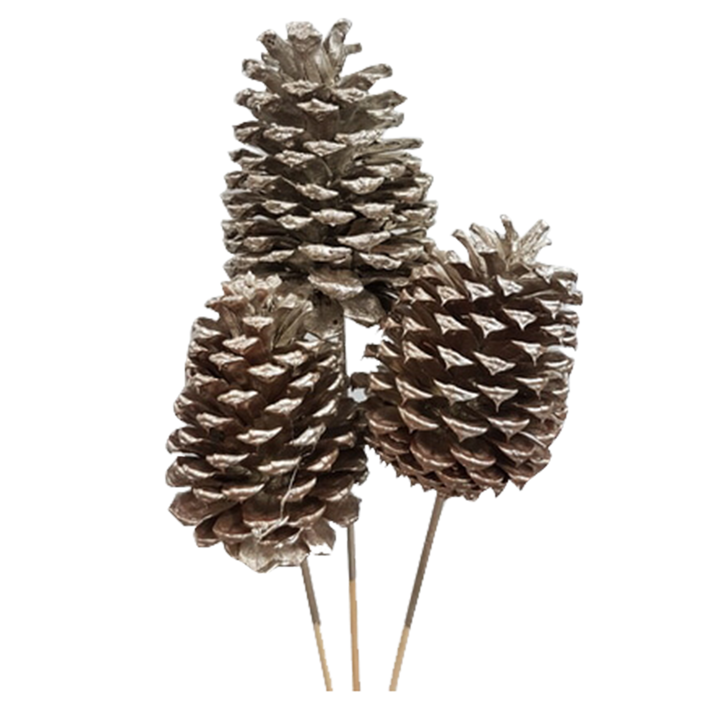 jeffrey pine cones x-large - 3 stem - champagne metallic