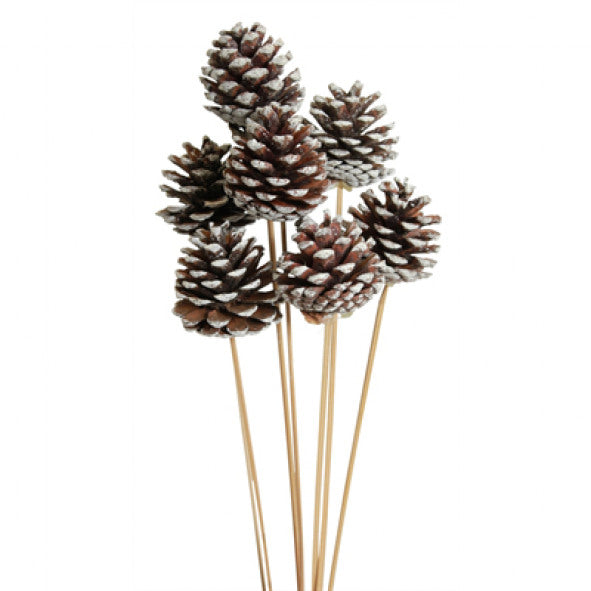 pine cones regular - stem - white tipped - bulk - 300/case