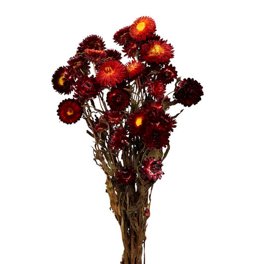helichrysum - red