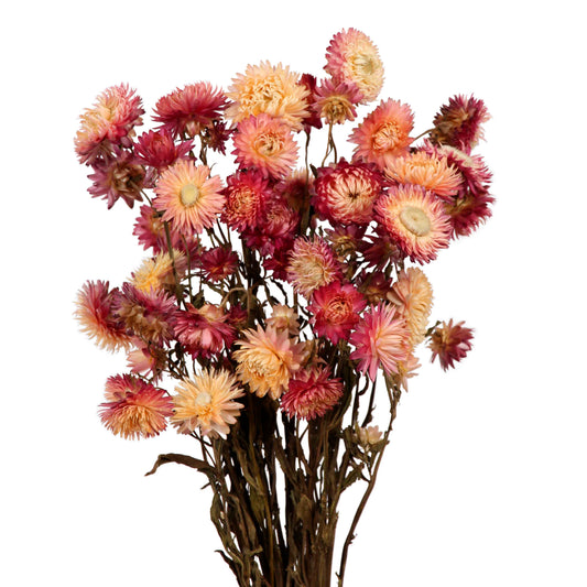 helichrysum - pink