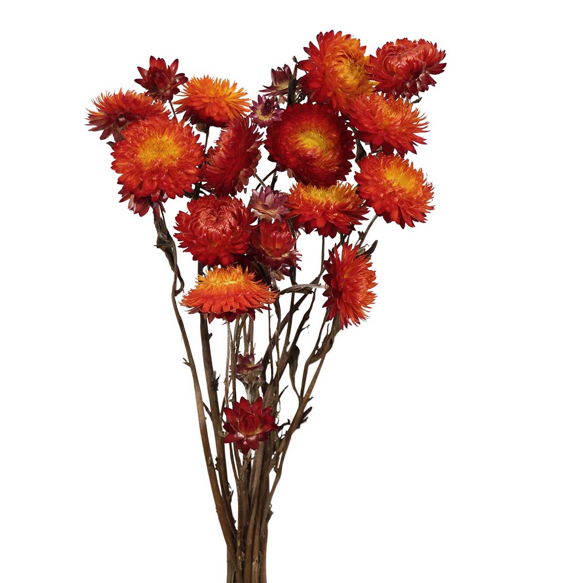 helichrysum - orange