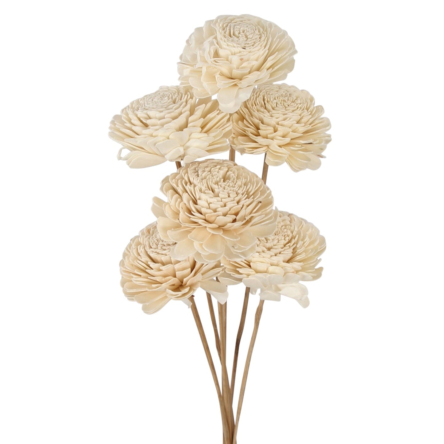 sola beli - 10cm - stem - bulk - 85/case