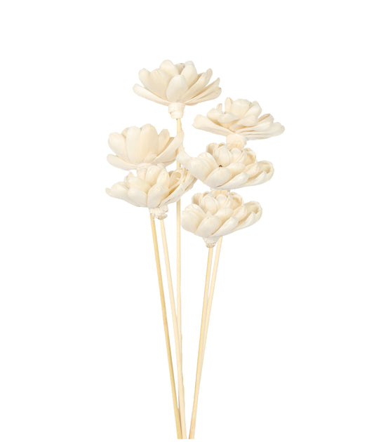 sola chapa - 6cm - natural