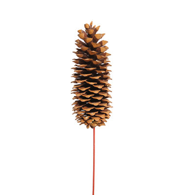 sugar pine cones - natural - bulk - 30/case