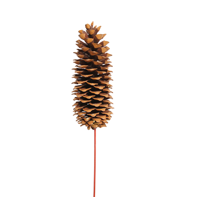sugar pine cones - 1 stem - natural