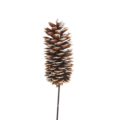 sugar pine cones - white tipped - bulk - 30/case