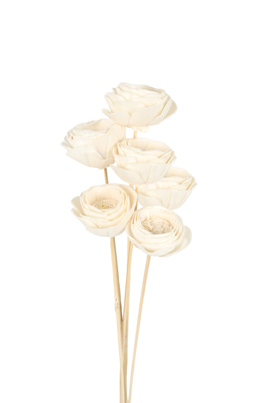 sola lotus - natural