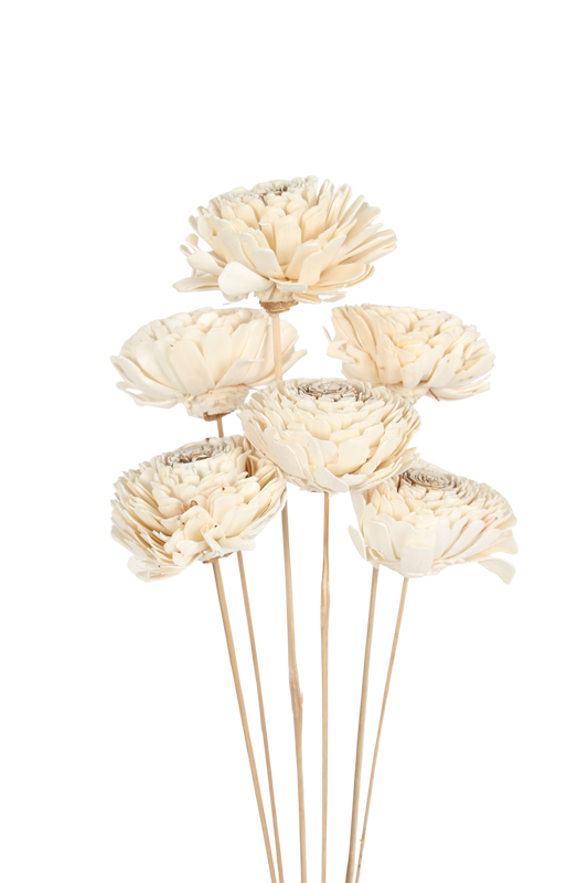 sola beli center - natural