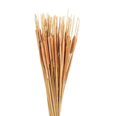 cattails pencil - natural - bulk - 1500/case