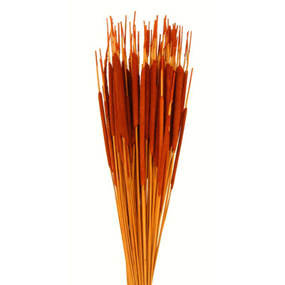 cattails pencil - orange - bulk - 1500/case