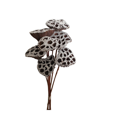 lotus pods - stem - snow - bulk - 125/case