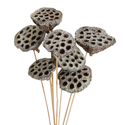 lotus pods - stem - frosted - bulk - 125/case