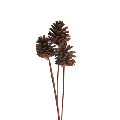 pine cones regular (5 stem) natural