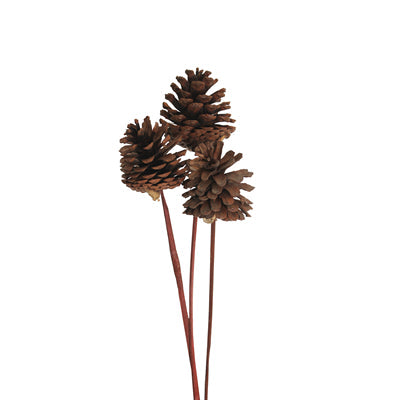 pine cones regular - stem - natural - bulk - 300/case