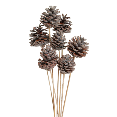 pine cones regular (5 stem) frosted