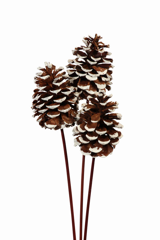 pine cones large - 3 stem - white tip