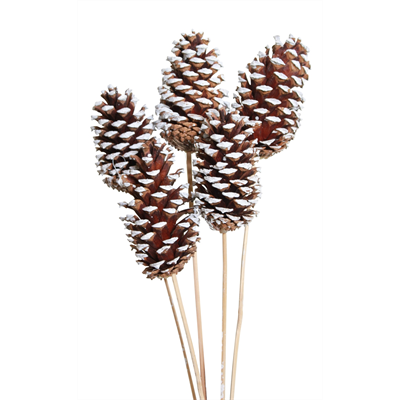 pine cones large - 3 stem - white tip
