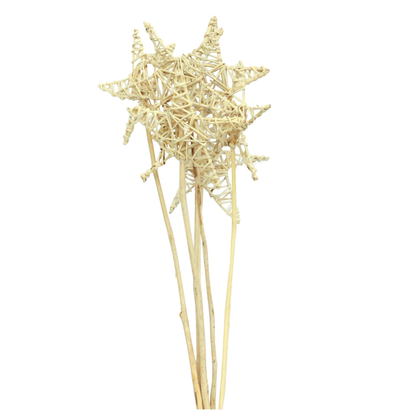 lata star 15cm - 6 stem - natural
