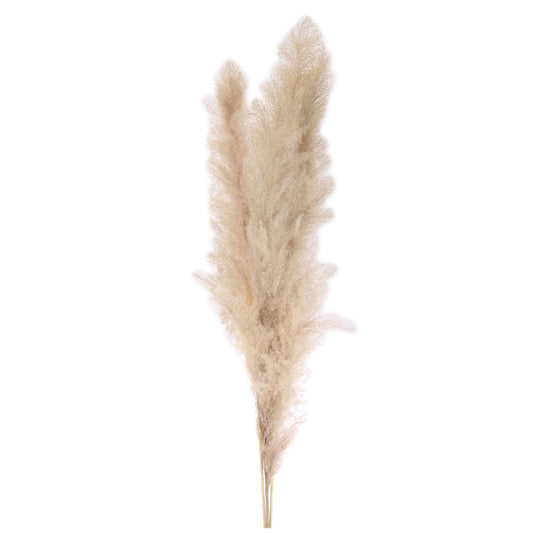 pampas grass-natural-120-150 cm- 3 stem