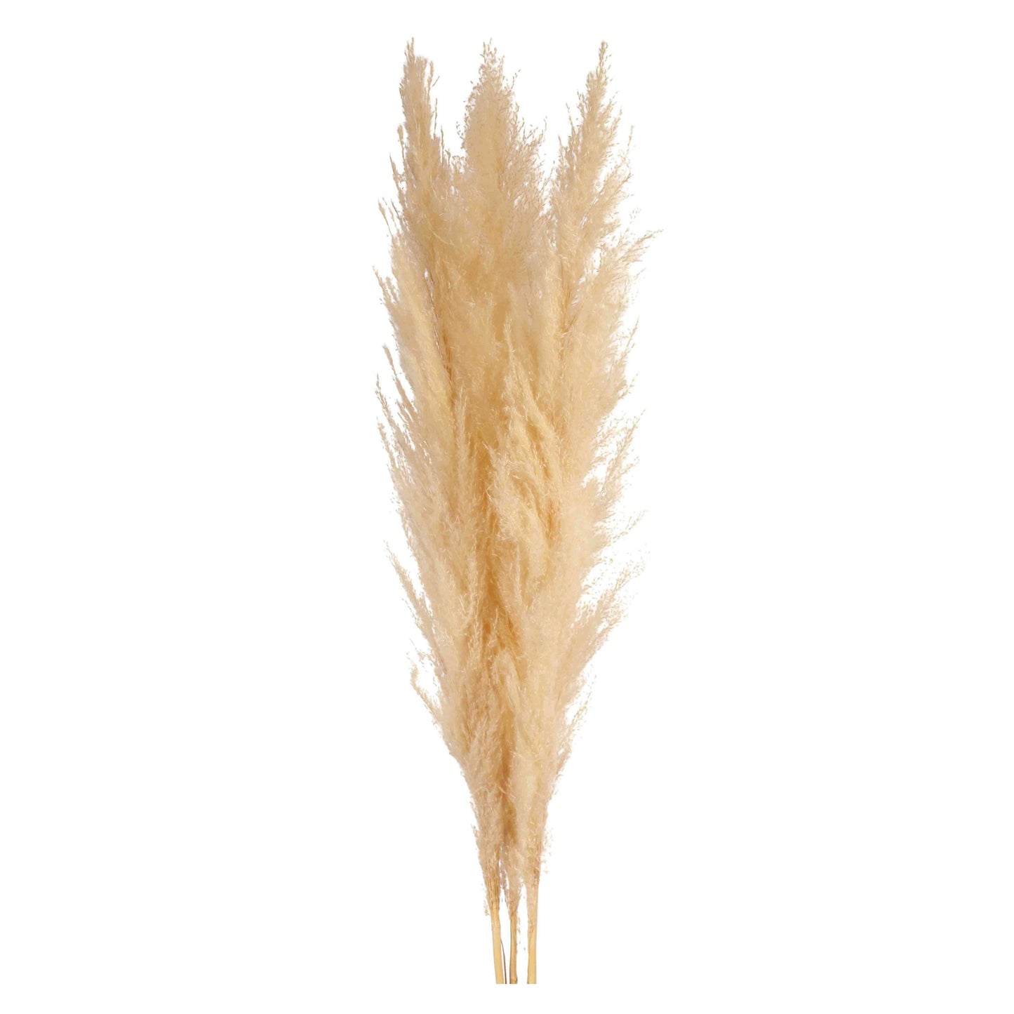 pampas grass - bleached